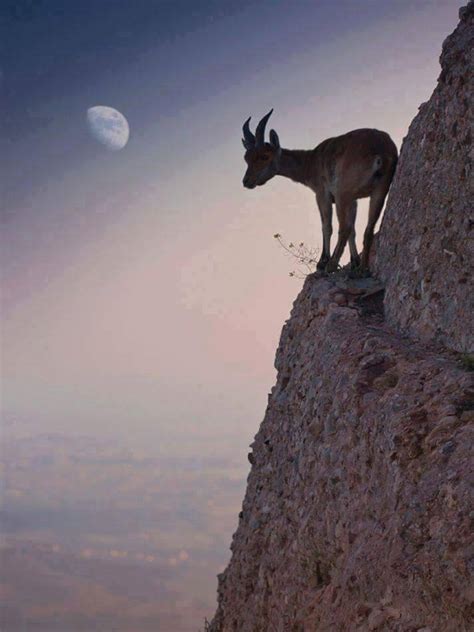 goat on the mountain night